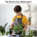 Bumble Plants Monstera Adansonii Real Indoor Plants Live Houseplants [Winter Thermal Packaging Included] | Air Purifier Indoor Plants | Real Plants Decor for Living Room, Office, Desk & Bathroom