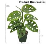 Bumble Plants Monstera Adansonii Real Indoor Plants Live Houseplants [Winter Thermal Packaging Included] | Air Purifier Indoor Plants | Real Plants Decor for Living Room, Office, Desk & Bathroom