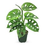 Bumble Plants Monstera Adansonii Real Indoor Plants Live Houseplants [Winter Thermal Packaging Included] | Air Purifier Indoor Plants | Real Plants Decor for Living Room, Office, Desk & Bathroom
