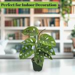 Bumble Plants Monstera Adansonii Real Indoor Plants Live Houseplants [Winter Thermal Packaging Included] | Air Purifier Indoor Plants | Real Plants Decor for Living Room, Office, Desk & Bathroom