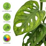 Bumble Plants Monstera Adansonii Real Indoor Plants Live Houseplants [Winter Thermal Packaging Included] | Air Purifier Indoor Plants | Real Plants Decor for Living Room, Office, Desk & Bathroom