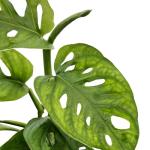 Bumble Plants Monstera Adansonii Real Indoor Plants Live Houseplants [Winter Thermal Packaging Included] | Air Purifier Indoor Plants | Real Plants Decor for Living Room, Office, Desk & Bathroom