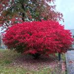 Set 5 Dwarf Burning Bush Shrubs, Bare Roots Plants, 6-10 Inch Burning Bush Plant for Growing Outdoor, Colorful Live Shrub