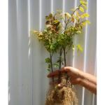 Set 5 Dwarf Burning Bush Shrubs, Bare Roots Plants, 6-10 Inch Burning Bush Plant for Growing Outdoor, Colorful Live Shrub