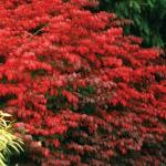 Set 5 Dwarf Burning Bush Shrubs, Bare Roots Plants, 6-10 Inch Burning Bush Plant for Growing Outdoor, Colorful Live Shrub