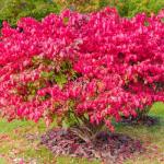 Set 5 Dwarf Burning Bush Shrubs, Bare Roots Plants, 6-10 Inch Burning Bush Plant for Growing Outdoor, Colorful Live Shrub