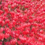 Set 5 Dwarf Burning Bush Shrubs, Bare Roots Plants, 6-10 Inch Burning Bush Plant for Growing Outdoor, Colorful Live Shrub