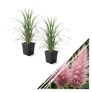 Ornamental Pink Grass (2 Plants Per Pack) - Live Decorative Plant - 12" Tall by 6" Wide in 1.5 Qt Pot