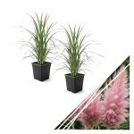 Ornamental Pink Grass (2 Plants Per Pack) - Live Decorative Plant - 12" Tall by 6" Wide in 1.5 Qt Pot