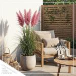 Ornamental Pink Grass (2 Plants Per Pack) - Live Decorative Plant - 12" Tall by 6" Wide in 1.5 Qt Pot