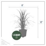 Ornamental Pink Grass (2 Plants Per Pack) - Live Decorative Plant - 12" Tall by 6" Wide in 1.5 Qt Pot
