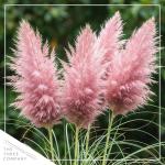 Ornamental Pink Grass (2 Plants Per Pack) - Live Decorative Plant - 12" Tall by 6" Wide in 1.5 Qt Pot