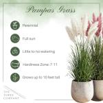Ornamental Pink Grass (2 Plants Per Pack) - Live Decorative Plant - 12" Tall by 6" Wide in 1.5 Qt Pot