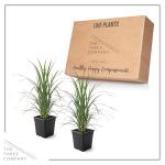 Ornamental Pink Grass (2 Plants Per Pack) - Live Decorative Plant - 12" Tall by 6" Wide in 1.5 Qt Pot
