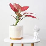 Gepege White Indoor Pots for Plants, Ceramic Planter with Drainage Hole, 6.0 inch+5.0 Inch+4.0 Inch. Succulent Orchid Flower Pot - Rainbow Pearl Glaze