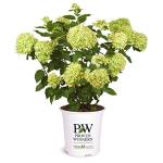 Proven Winner 2 Gal. Little Lime Hydrangea Shrub