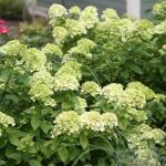 Proven Winner 2 Gal. Little Lime Hydrangea Shrub