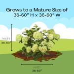 Proven Winner 2 Gal. Little Lime Hydrangea Shrub