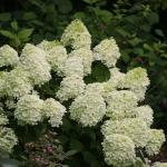 Proven Winner 2 Gal. Little Lime Hydrangea Shrub