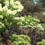 Proven Winner 2 Gal. Little Lime Hydrangea Shrub