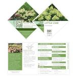 Proven Winner 2 Gal. Little Lime Hydrangea Shrub