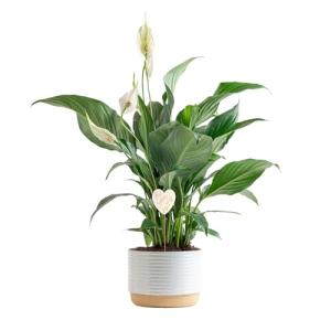 Costa Farms Peace Lily Live Plant in Decorative Pot, Air Purifying Flowering Indoor Houseplant, Perfect for Home, Room, or Office Decor, Great House Warming or Birthday Gift, 14-24 Inches Tall