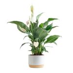 Costa Farms Peace Lily Live Plant in Decorative Pot, Air Purifying Flowering Indoor Houseplant, Perfect for Home, Room, or Office Decor, Great House Warming or Birthday Gift, 14-24 Inches Tall