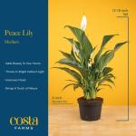 Costa Farms Peace Lily Live Plant in Decorative Pot, Air Purifying Flowering Indoor Houseplant, Perfect for Home, Room, or Office Decor, Great House Warming or Birthday Gift, 14-24 Inches Tall