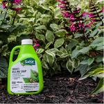 Safer 5118-6 Insect Killing Soap Concentrate - Insecticidal Soap for Plants - Kills Aphids, Whiteflies, Thrips, Spider Mites, and More - OMRI Listed for Organic Use