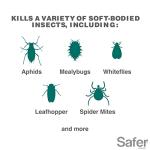 Safer 5118-6 Insect Killing Soap Concentrate - Insecticidal Soap for Plants - Kills Aphids, Whiteflies, Thrips, Spider Mites, and More - OMRI Listed for Organic Use