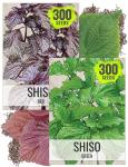 Seed Needs Shiso Seeds for Planting Green & Red Perilla - Non-GMO Heirloom & Untreated Herb Seed to Plant an Indoor/Outdoor Culinary Garden (Collection of 2 Packets)