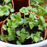 Seed Needs Shiso Seeds for Planting Green & Red Perilla - Non-GMO Heirloom & Untreated Herb Seed to Plant an Indoor/Outdoor Culinary Garden (Collection of 2 Packets)