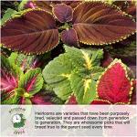 Seed Needs Morning Glory Seeds for Planting - Variety Pack/Collection of 5 Individual Varieties - Heirloom & Open Pollinated Vines to Plant a Butterfly Garden (5 Packs)