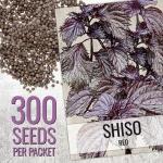Seed Needs Shiso Seeds for Planting Green & Red Perilla - Non-GMO Heirloom & Untreated Herb Seed to Plant an Indoor/Outdoor Culinary Garden (Collection of 2 Packets)