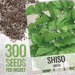 Seed Needs Shiso Seeds for Planting Green & Red Perilla - Non-GMO Heirloom & Untreated Herb Seed to Plant an Indoor/Outdoor Culinary Garden (Collection of 2 Packets)