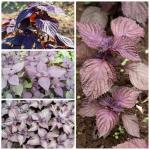 Seed Needs Shiso Seeds for Planting Green & Red Perilla - Non-GMO Heirloom & Untreated Herb Seed to Plant an Indoor/Outdoor Culinary Garden (Collection of 2 Packets)