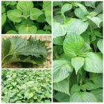 Seed Needs Shiso Seeds for Planting Green & Red Perilla - Non-GMO Heirloom & Untreated Herb Seed to Plant an Indoor/Outdoor Culinary Garden (Collection of 2 Packets)