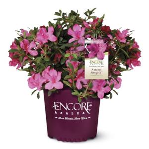1 Gallon Azalea Encore Autumn Sangria