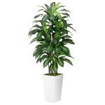 Artificial Dracaena Plant Indoor 5FT - Fake Tree with White Tall Planter - Faux Yucca Tall Fake Floor Plant in Pot - Artificial Trees for Home Office Living Room Decor Indoor