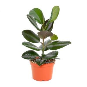 Shop Succulents Ficus Burgundy Rubber Tree, Live Indoor Floor Plant, Trendy Living Room or Office Decor, Tropical Houseplant Potted in Soil with Grower Pot, Garden and New Home Gift, 6 Inch Pot