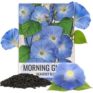 Seed Needs Heavenly Blue Morning Glory Seeds for Planting | 1,000+ Heirloom Seeds Ipomoea Tricolor Untreated Annual Flowering Seed | Vine Plant Produces Masses of 6" Wide Blue Blooms | Bulk