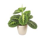 Thorsen's Greenhouse Lemon Lime Prayer Plant, Live Indoor Plant, Pet Friendly, Attractive Houseplant, Lemon Maranta, Natural Air Purifier, Easy to Grow, 4" Diameter Pot (Natural)