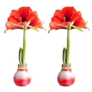 Costa Farms Amaryllis Live Plants in Bulb, Easy to Maintain Christmas or Holiday Decoration, Flowering Flowering Indoor Houseplant, Home, Room, or Office Decor, House Warming Gift, Bulb, Pack of 2