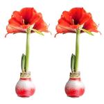 Costa Farms Amaryllis Live Plants in Bulb, Easy to Maintain Christmas or Holiday Decoration, Flowering Flowering Indoor Houseplant, Home, Room, or Office Decor, House Warming Gift, Bulb, Pack of 2