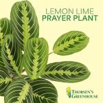 Thorsen's Greenhouse Lemon Lime Prayer Plant, Live Indoor Plant, Pet Friendly, Attractive Houseplant, Lemon Maranta, Natural Air Purifier, Easy to Grow, 4" Diameter Pot (Natural)