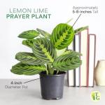 Thorsen's Greenhouse Lemon Lime Prayer Plant, Live Indoor Plant, Pet Friendly, Attractive Houseplant, Lemon Maranta, Natural Air Purifier, Easy to Grow, 4" Diameter Pot (Natural)