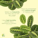 Thorsen's Greenhouse Lemon Lime Prayer Plant, Live Indoor Plant, Pet Friendly, Attractive Houseplant, Lemon Maranta, Natural Air Purifier, Easy to Grow, 4" Diameter Pot (Natural)