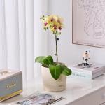 Ekirlin 7 Inch Natural Travertine Textures Plant Pot, Resin Outdoor Planter with Drainage Hole, Removable Rubber Stopper and Non-Slip Soft Pad,Weatherproof Decorative Pot for Indoor/Garden Plants