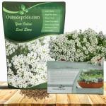 Outsidepride Perennial Sweet Alyssum Seeds - 5,000 Pieces White Lobularia Maritima Seeds for Ground Cover, Pollinator-Friendly Gardens, Drought-Tolerant Landscaping, Easy-to-Grow in USDA Zones 7-9