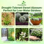 Outsidepride Perennial Sweet Alyssum Seeds - 5,000 Pieces White Lobularia Maritima Seeds for Ground Cover, Pollinator-Friendly Gardens, Drought-Tolerant Landscaping, Easy-to-Grow in USDA Zones 7-9